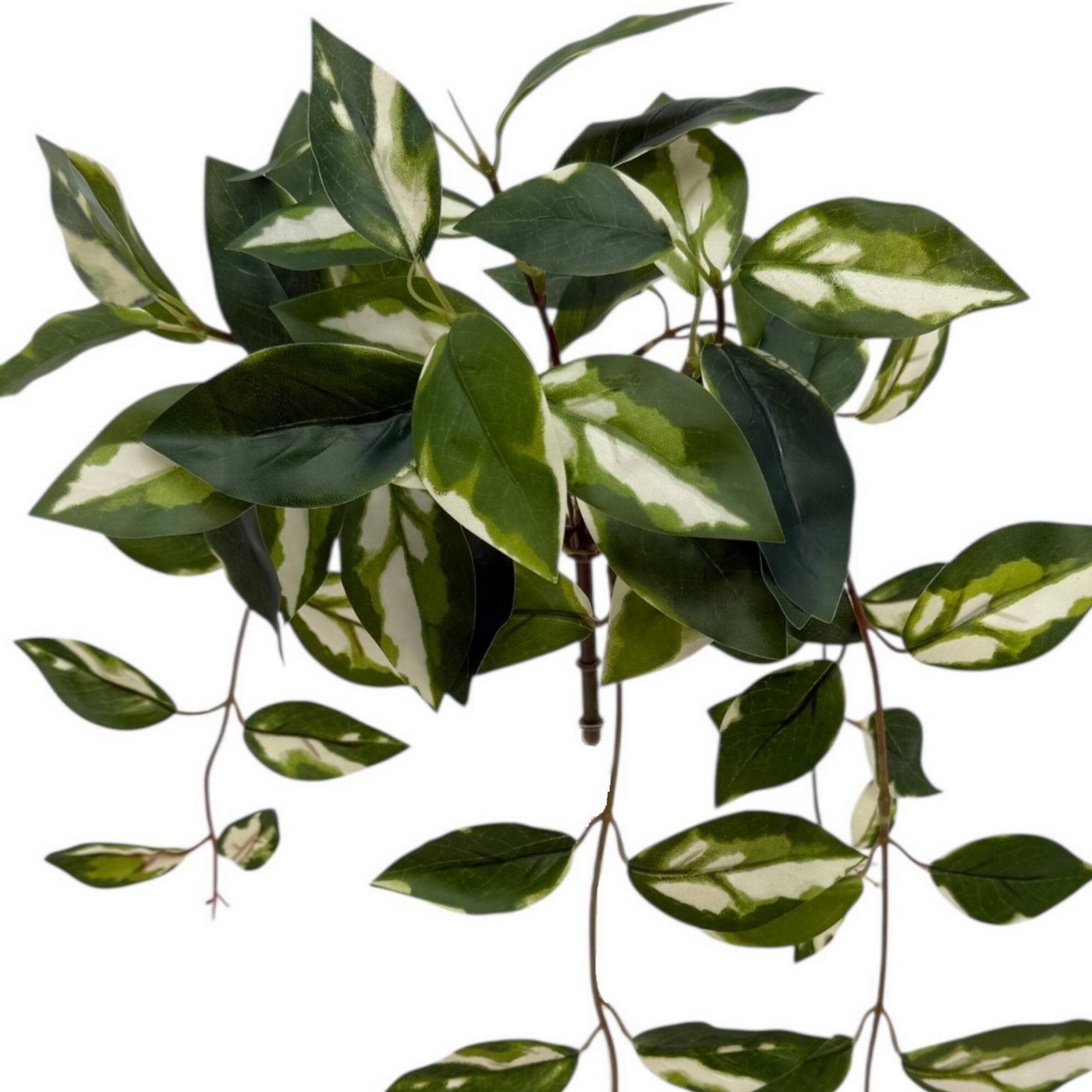 23.5" Hanging Hoya Bush by Ashland®
